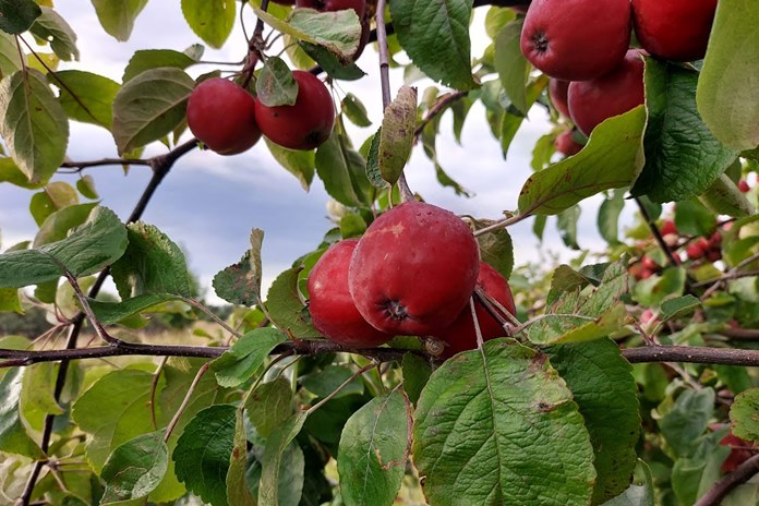 ORAI: Sekmadienio dieną daug kur lietus, aukščiausia temperatūra 19–24 laipsniai šilumos