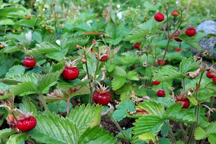 ORAI: Pirmadienį trumpi lietūs, vietomis perkūnija, temperatūra 23–28°C