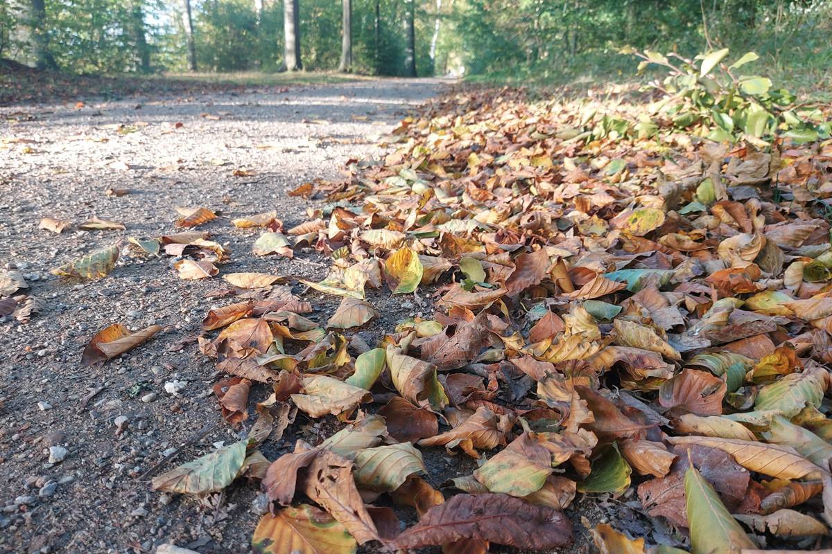 Rudens lapais nuklotas takas miške po vėjuotos ir lietingos dienos.